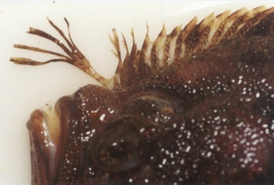 Zeugopterus regius_05.jpg